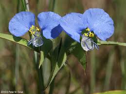 Image result for Commelina capitata