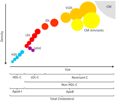 Non Hdl Cholesterol And Apolipoprotein B Compared With Ldl