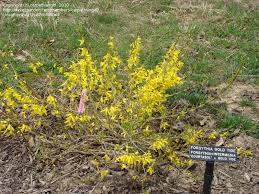 Gold tide is the product of certain experiments in france, in which plants of forsythia x intermedia 'spring glory' were irradiated with gamma rays. Plantfiles Pictures Forsythia Gold Tide Forsythia By Carpathiangirl
