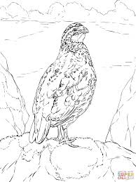Get crafts, coloring pages, lessons, and more! Quail Coloring Pages Coloring Home