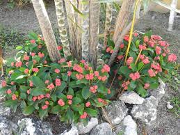 Dwarf Crown Of Thorns These Grow Well In Full Sun Or Shade And Require Little Watering They Accent The Base Of Crown Of Thorns Plant Crown Of Thorns Plants