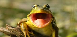 Une grenouille qui parle | Le blob, l'extra-média