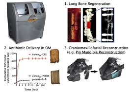 Free anatomy bone 3d models are ready for lowpoly, rigged, animated, 3d printable, vr, ar or game. Bone Regeneration And Infection Management Using 3d Printed Scaffolds Current Projects Awad Lab University Of Rochester Medical Center