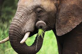 Also, african elephants are usually bigger than asian elephants. How Much Does An Elephant Weigh Wonderopolis