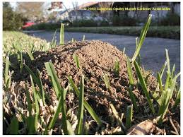 We did not find results for: Beneficials In The Landscape 56 Fire Ants Can Bad Bugs Do Good Things