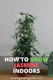 How To Grow Jasmine Indoors Read My Complete Guide To Jasmine Plant Care At Smartgardenguide Com Jasmine Plant Plants Jasmine Plant Indoor