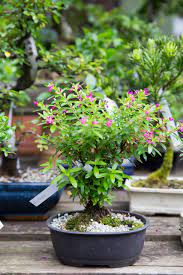 We did not find results for: Bonsai The Japanese Garden