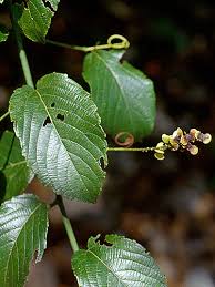 Image result for Gouania