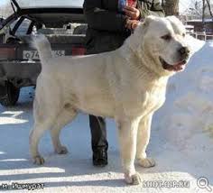 gigantskie sobaki zadnij dvor dlya sobak shenki