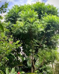 Image result for Filicium decipiens