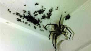 See full list on solutionsstores.com Wolf Spider Smash Backfires Stuff Co Nz