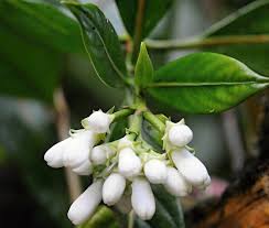 Image result for Gaertnera