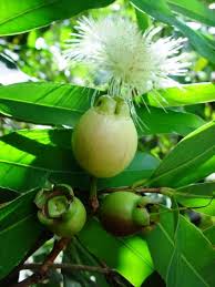 Rose Apple Syzygium Jambos Alston Fruits Tropicaux Legume Exotique Fruits Exotiques