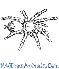Maybe you would like to learn more about one of these? How To Draw A Realistic Spider