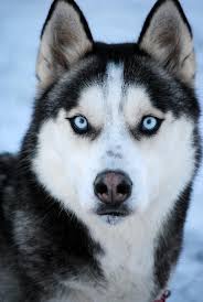 husky eyes are amazing husky dogs huskies dogs blue eyes husky with blue eyes