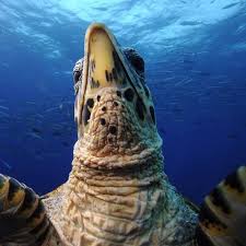 Because of this, the reptile has been listed as critically endangered by the iucn since 1996 F U V M S National Geographic Photo Favorites Sea Turtle Facts Sea Turtle Pictures Turtle Facts