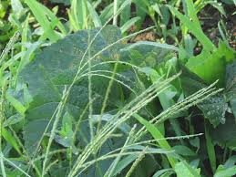 Image result for Digitaria gymnostachys
