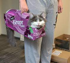 We did not find results for: Bean Likes To Be Carried Around In Empty Soda Cases Cats