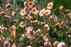 It makes an excellent cut flower. Geum Mai Tai Avens