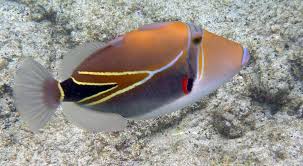 Loading the chords for 'briallen and amber huma huma nuka nuka apua'a'. 5 Crazy Facts About The Humuhumunukunukuapua A