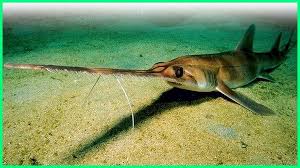 Ingin belanja lebih hemat & terjangkau di toko dunia ikan air tawar? 6 Jenis Ikan Hiu Air Tawar Yang Masih Eksis Di Dunia Dunia Fauna Hewan Binatang Tumbuhan Dunia Fauna Hewan Binatang Tumbuhan