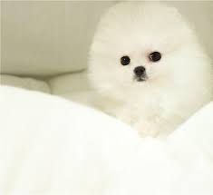 32 likes · 34 talking about this. Priceless White Pomeranian Puppy For Adoption Jammu Zamroo