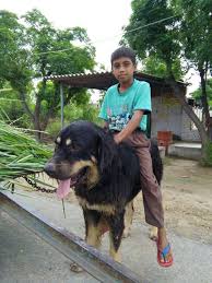The mastiff is truly a giant among dogs. Size And Stregnth Of Gaddi Tibetan Mastiff Gaddi Dogs Facebook