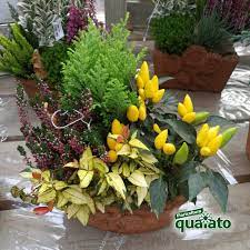 Piccoli fiori bianchi per composizione floreale.donerà quel dettaglio e particolare in più per rendere i vostri n.b.= le composizioni sono realizzate a mano utilizzando sia materiali artificiali che naturali, e in alcuni casi possono differire di qualche piccolo. Idee Per Composizioni Floreali Autunnali Davvero Uniche Floricoltura Quaiato