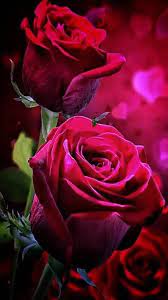 Pin By Domnick Rodrigues On Adjgj Beautiful Rose Flowers Purple Flowers Wallpaper Rose Flower Wallpaper