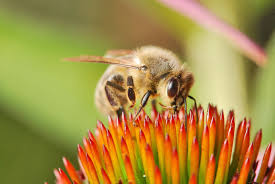 Check spelling or type a new query. Comment Faire Fuir Efficacement Les Guepes Les Abeilles Et Les Frelons Destruction De Nid De Frelon Paris 75 92 94 93 95 91 77 78 Ile De France