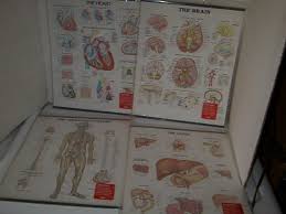 collection opf medical hanging charts of the human body