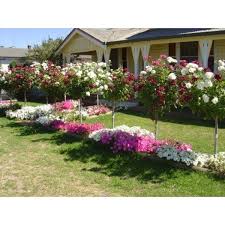 Burgundy White Iceberg 90cm Standard Rose Garden Design Rose Garden Landscape Front Garden Landscape