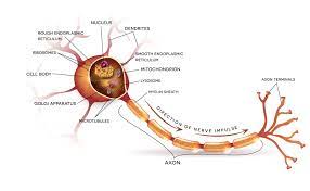 In diesem lernmodul geht es dabei hauptsächlich um die verarbeitung und weiterleitung von erregungen, die zuvor von sinneszellen aufgenommen, und zu einem elektrischen reiz umgewandelt wurden. Neuroregeneration Von Der Bindegewebszelle Zur Nervenzelle Biermann Medizin