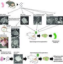Jan 02, 2018 · animal cell lines are particularly important when it comes to evaluating the dangers that untested stem cell therapies could pose on eventual human test subjects. Development Of Various Culture Techniques For Sscs A Stem Cell Lines Download Scientific Diagram