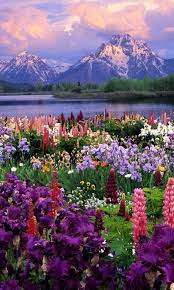 Prairie garden amazing nature wild flowers beautiful flowers nature photography wildlife macro shots fields grasses. Flowers And Mountain Beautiful Nature Beautiful Landscapes Nature