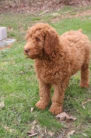 In the ongoing documentation of my miniature red poodle puppies, here i present them at four weeks old. Pin By Dogsandpuppies Co Uk Dogs Pupp On Poodles Poodle Puppy Poodle Puppy Standard Puppy Mom