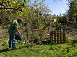 Garten kaufen sachsenhausen frankfurt am main Frankfurt Der Kleingarten Ist In Der Corona Krise Beliebt Frankfurt