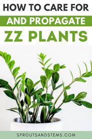 How To Care For And Propagate Zz Plants Zz Plant Care Plants Plant Care Houseplant