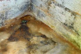 Maybe you would like to learn more about one of these? Identifying The Root What Causes Mold In Basement Areas Bms Cat