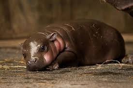 We've moved, come frolic with us over here! Baby Pygmy Hippo Unp Me