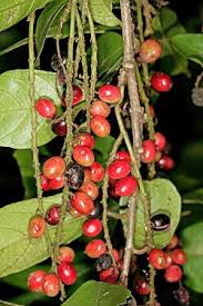 Image result for Antidesma membranaceum