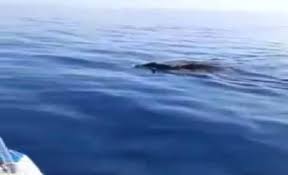 Il corpo di un cinghiale è stato recuperato in mare questa mattina all'ingresso del porto, tra albissola marina e savona, dagli operatori dei servizi nautici transmare. Yj P6pgfxfa6im