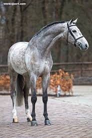 Dapple Grey Warmblood Horses Grey Horse Horses