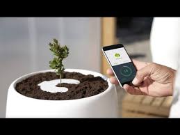 The group's project, capsula mundi, would enable the deceased to be encapsulated in a biodegradable burial pod. This Company Wants To Turn You Into A Tree When You Die Youtube