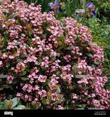 Image result for Rhaphiostylis