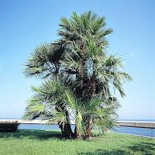 Image result for Chamaerops