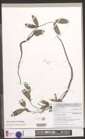 Image result for Icuria