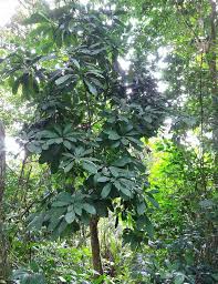 Image result for Lasiodiscus mannii