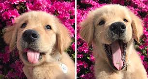 Golden retriever puppies and flowers. 210 Times Golden Retriever Puppies Were The Purest Thing In The World Bored Panda