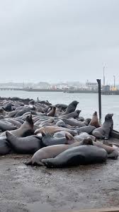 all the seals before entering the chart room picture of